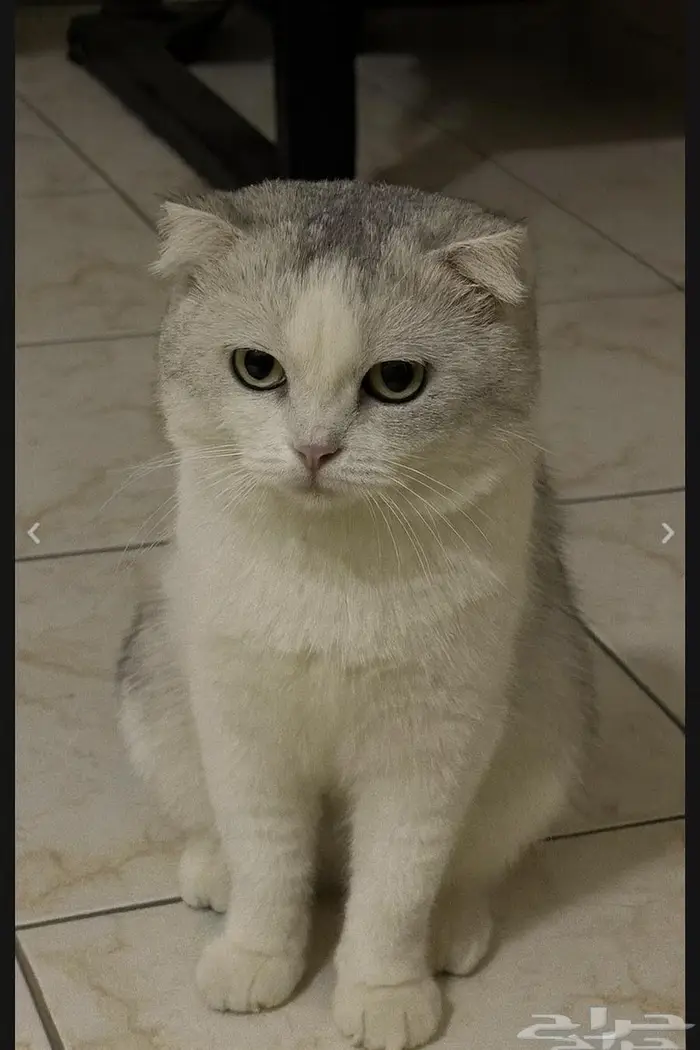 قط سكوتش فولد للتبني 0