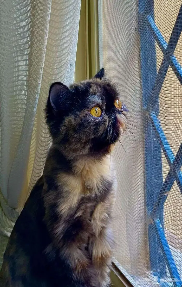 قطط بيكي فيس للتبني 4