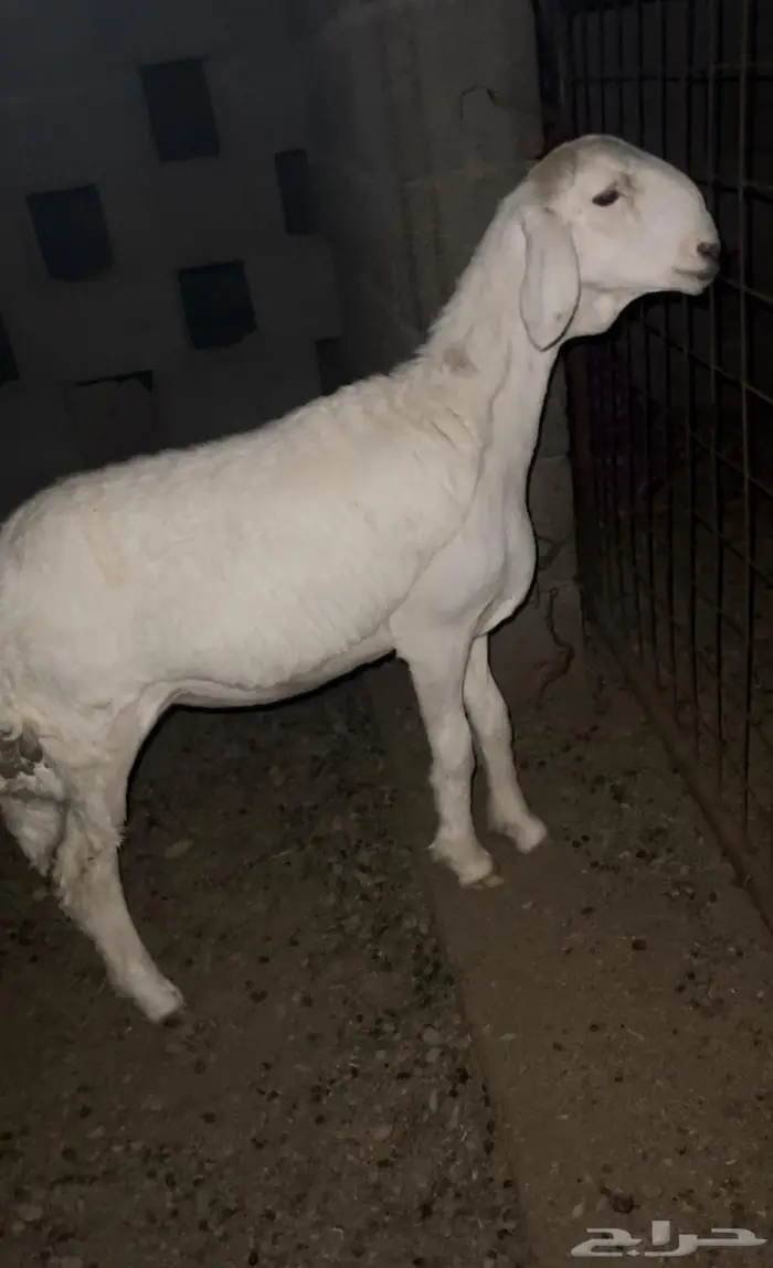 رخل حريه صنف كفو 1