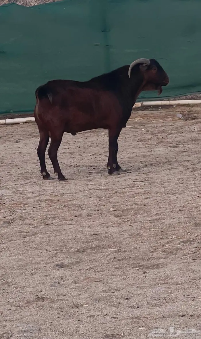 فحل ادهم ولد كلهاري منتج فواخر للبيع 1