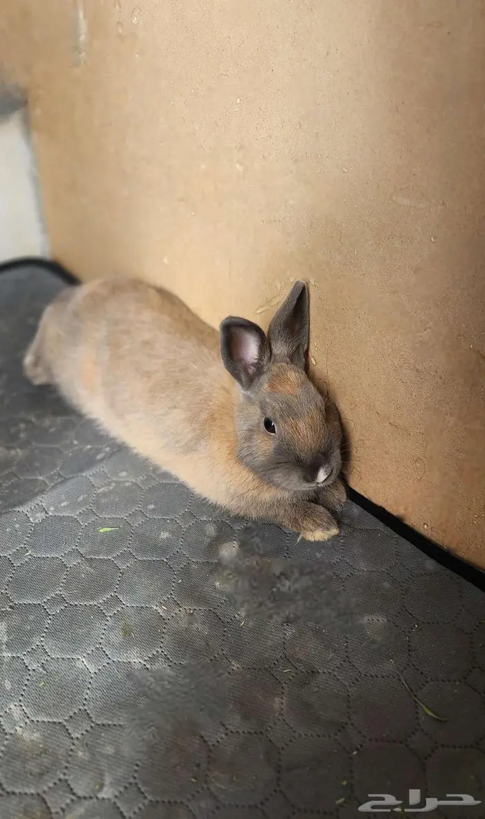 ارنب نذرلاند قزم 0
