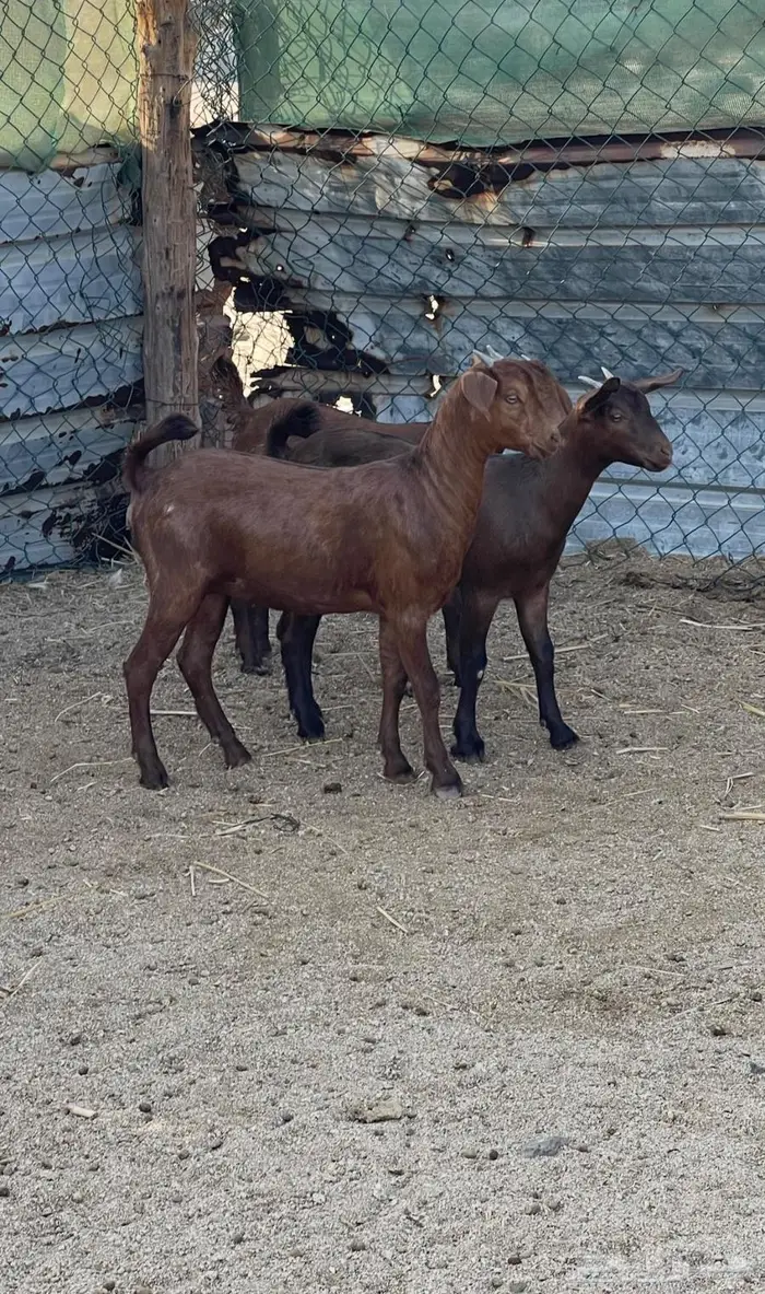 فحل ادهم ولد كلهاري منتج فواخر للبيع 9