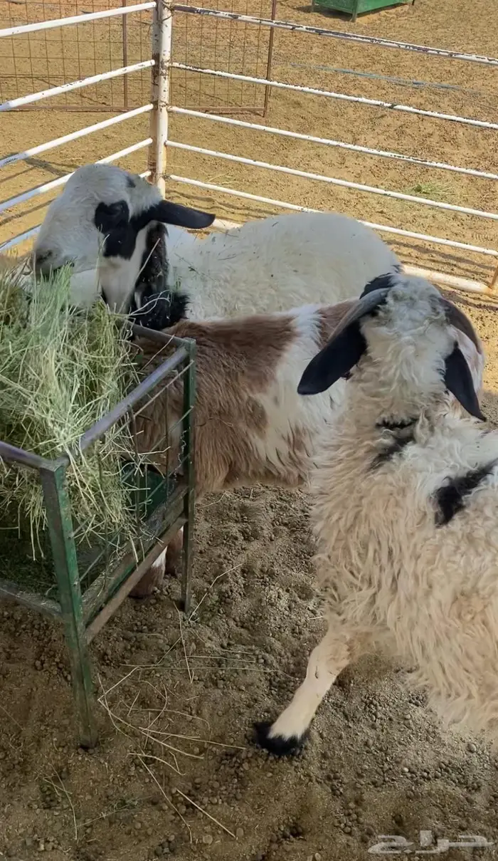 خرفان طيبات للبيع عدد 7 1