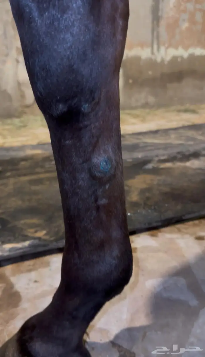 حصان واهو فرنسي للبيع 3