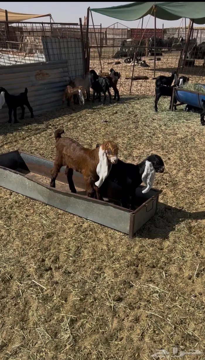 معزاء مواليد عوارض 5