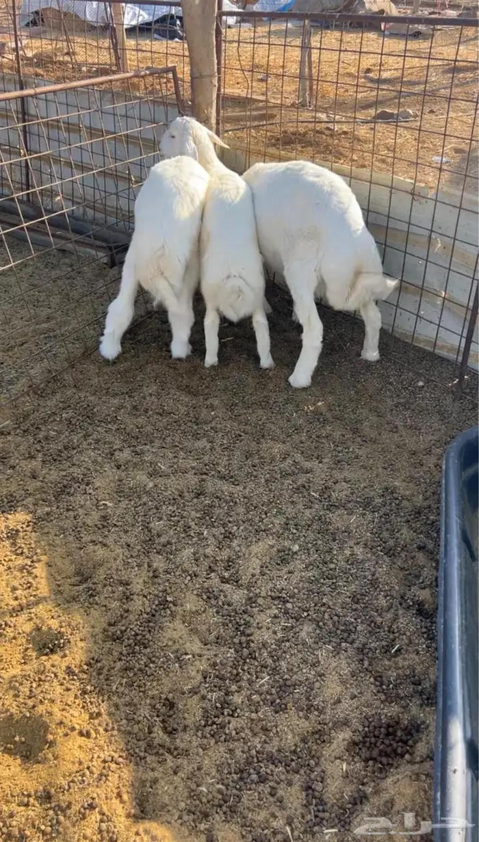 خرفان حريات 1