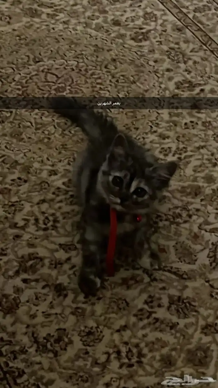 قطه صغيره للبيع 1