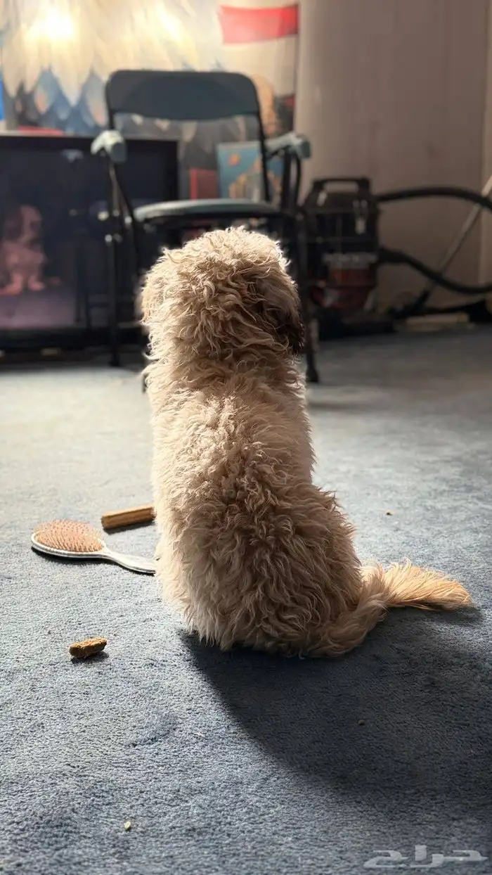 كلب مالتيبو 2