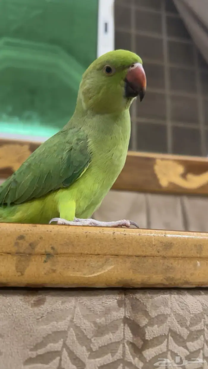 دره نص ولافه حجم جامبو 0