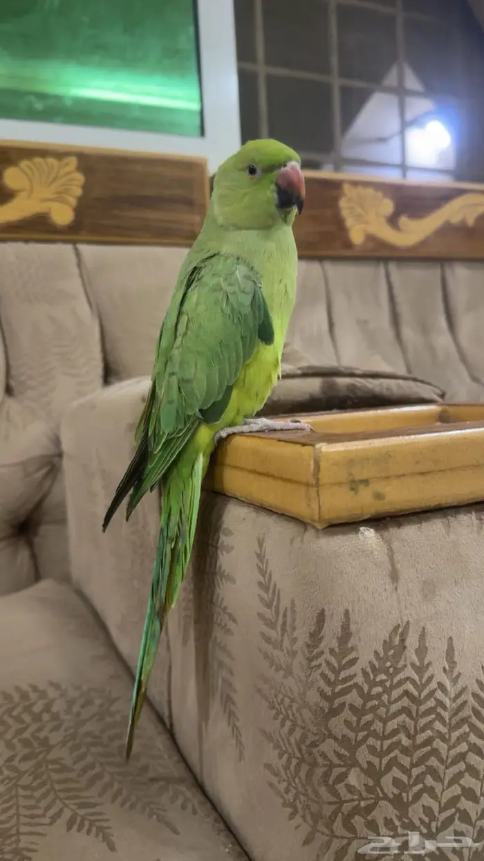 دره نص ولافه حجم جامبو 1