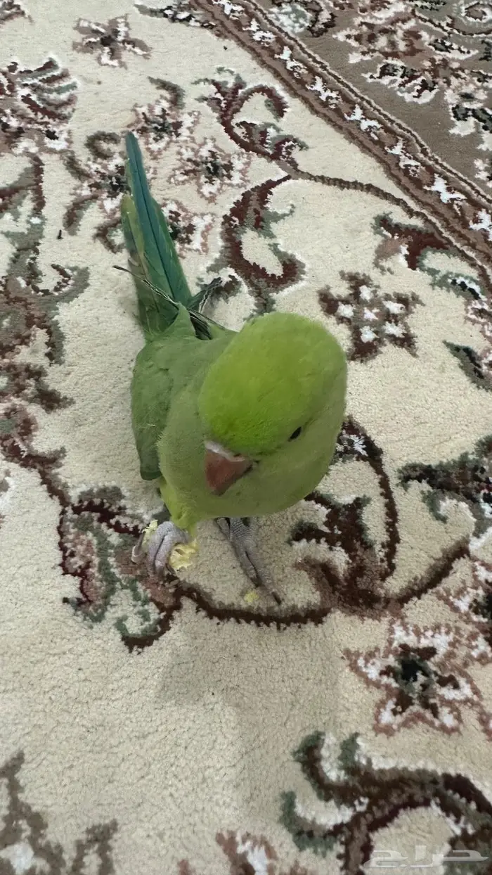 دره نص ولافه حجم جامبو 3