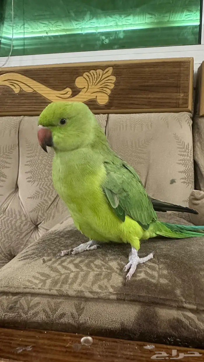 دره نص ولافه حجم جامبو 2