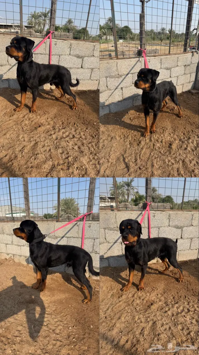 كلب روتويلر 0