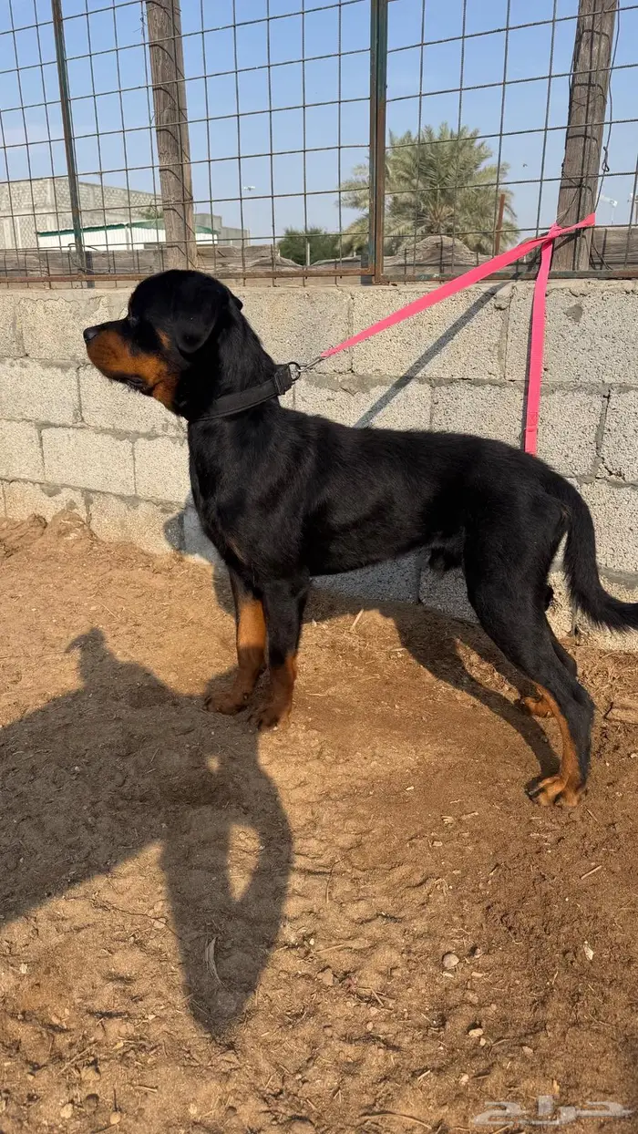 كلب روتويلر 1