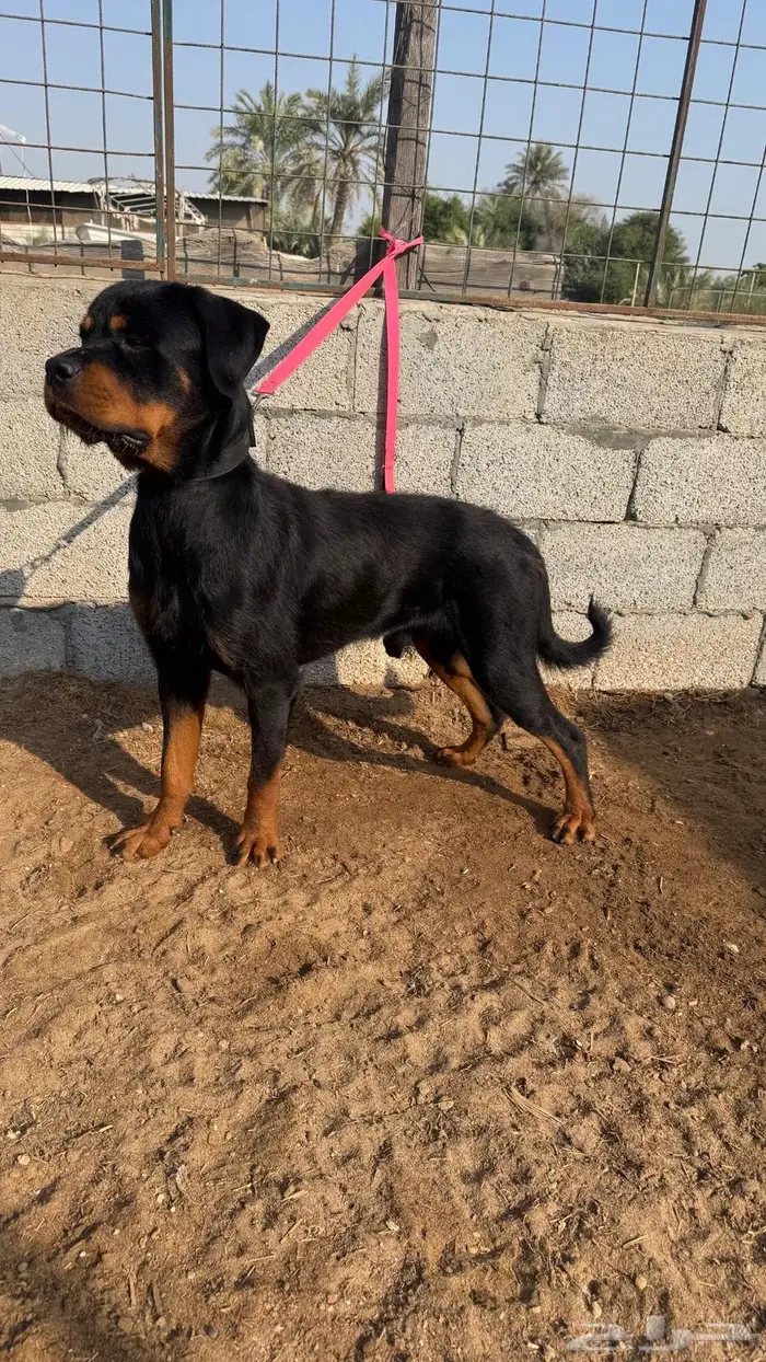 كلب روتويلر 2