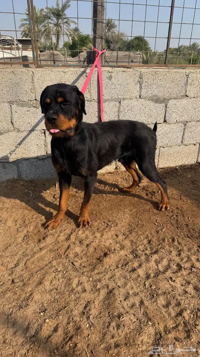 كلب روتويلر 4