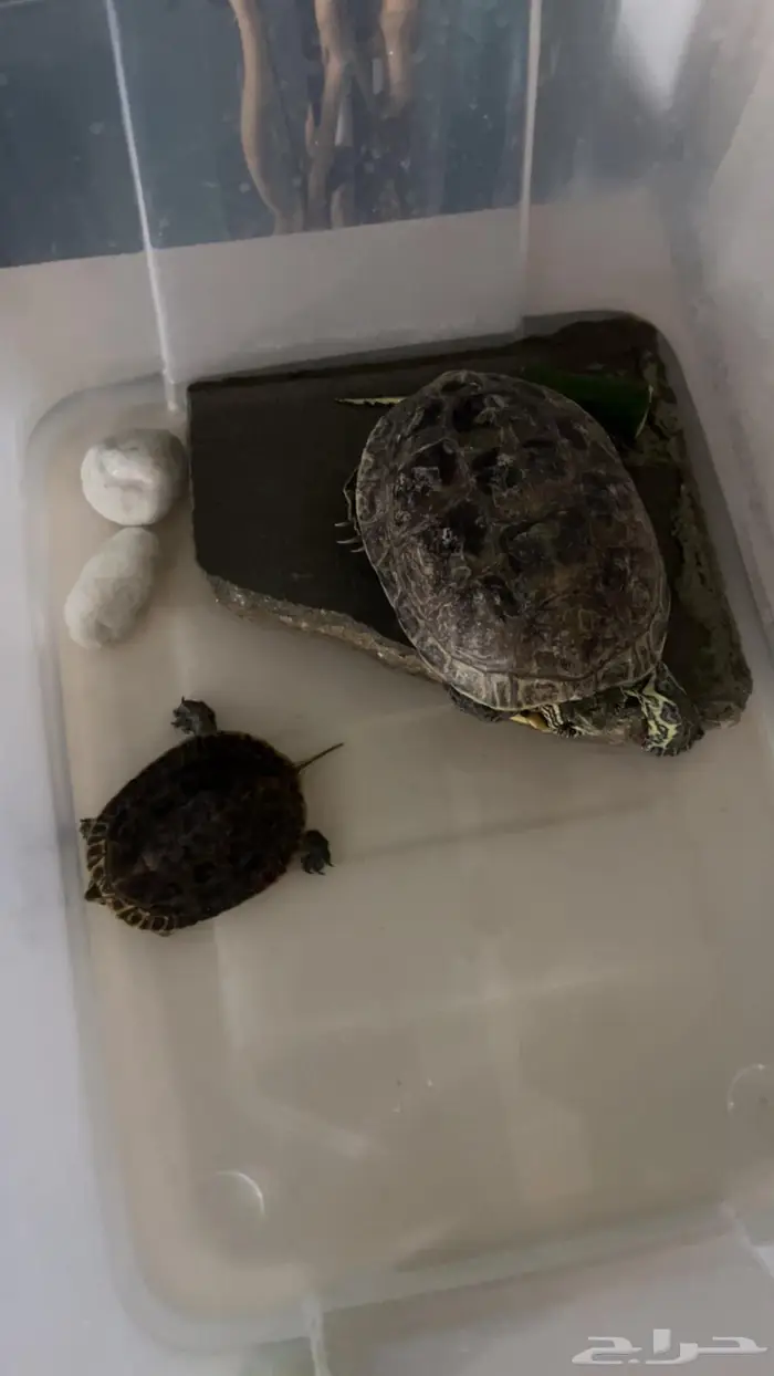 2 سلحفاء للبيع 1