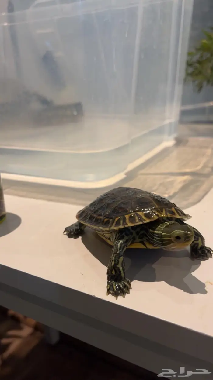 2 سلحفاء للبيع 2