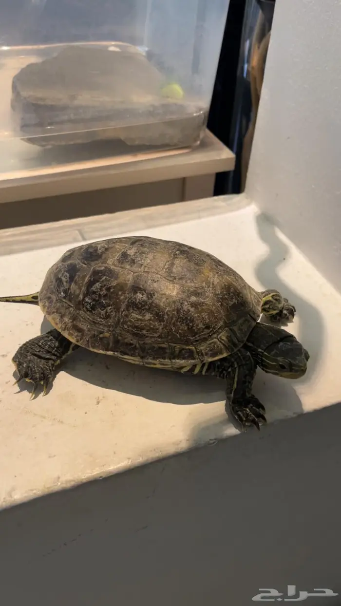 2 سلحفاء للبيع 3