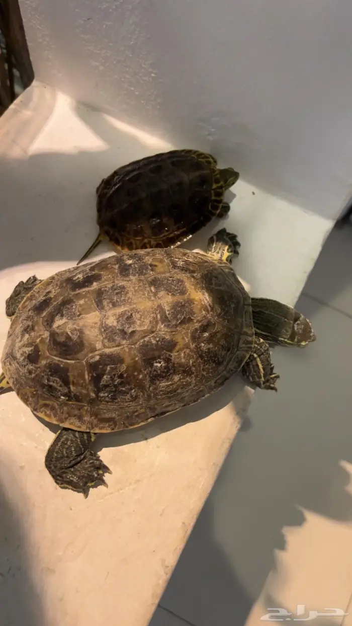 2 سلحفاء للبيع 4