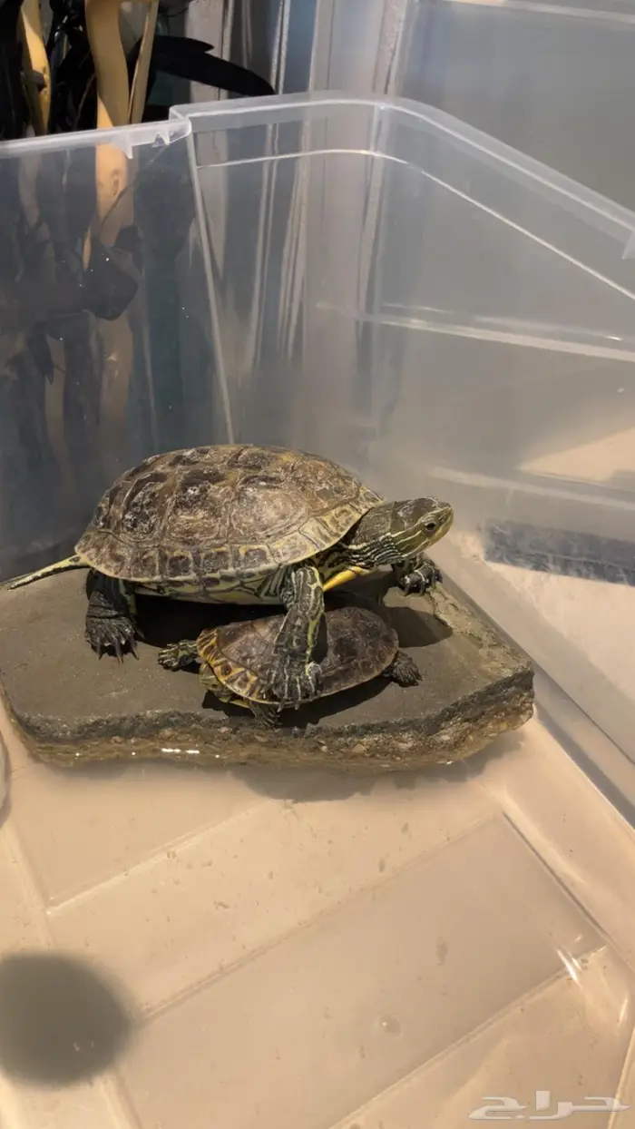 2 سلحفاء للبيع 0
