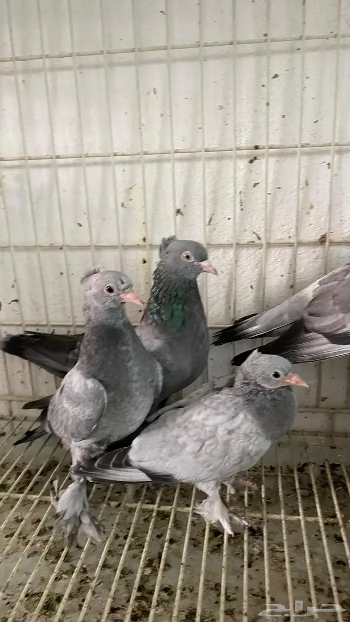 جوز. الذكر معقد والانثي بنته من اساس معقد عامودي 0