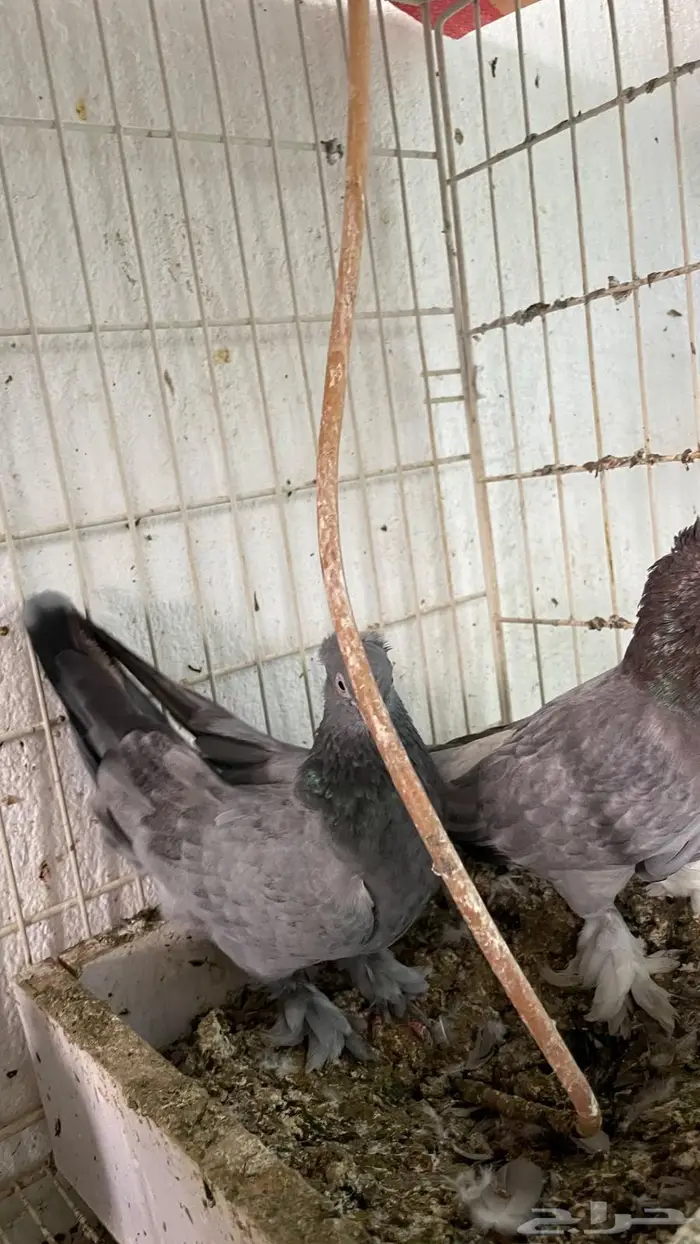 جوز. الذكر معقد والانثي بنته من اساس معقد عامودي 1