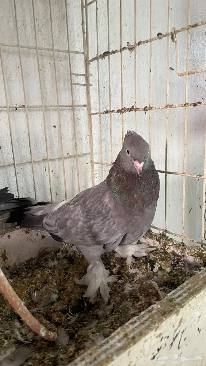 جوز. الذكر معقد والانثي بنته من اساس معقد عامودي 2