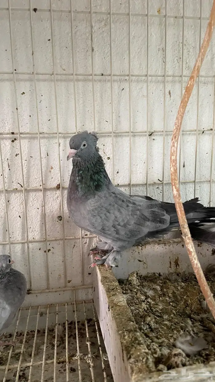 جوز. الذكر معقد والانثي بنته من اساس معقد عامودي 4