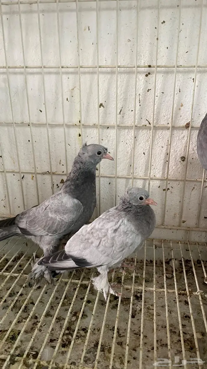 جوز. الذكر معقد والانثي بنته من اساس معقد عامودي 3