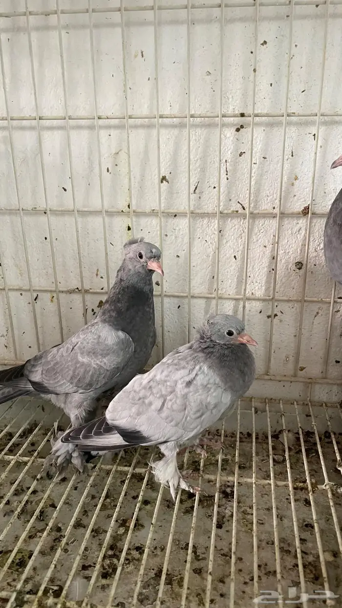 جوز. الذكر معقد والانثي بنته من اساس معقد عامودي 5