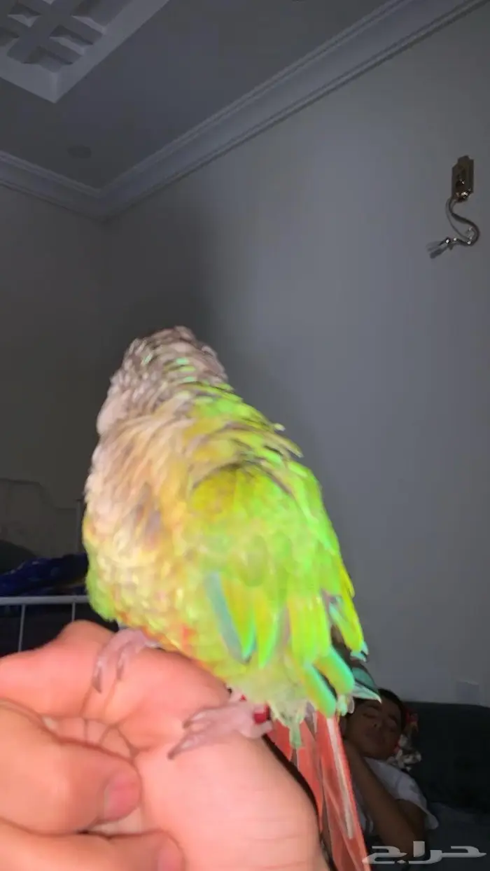 ببغاء كنيور هدد اليف 1
