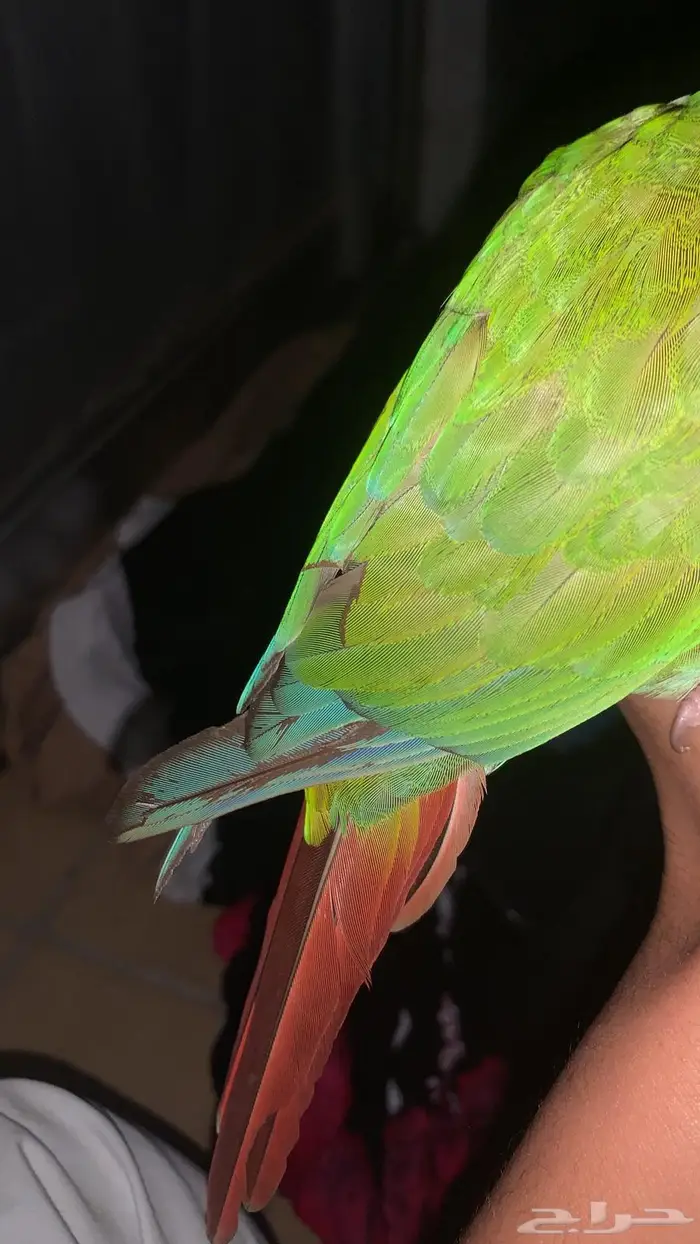 ببغاء كنيور هدد اليف 8