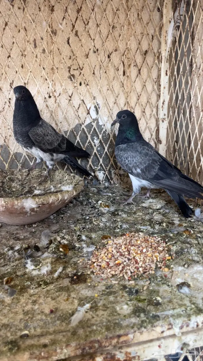 حمام باكستاني شبرا 1