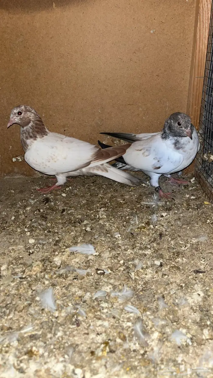 للبيع لاكات هنديه اصل 0