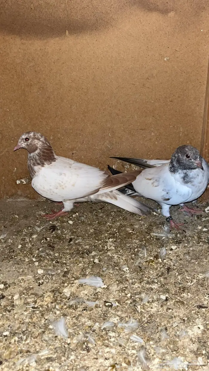 للبيع لاكات هنديه اصل 2