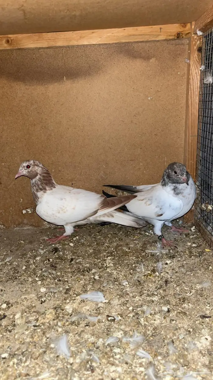 للبيع لاكات هنديه اصل 1