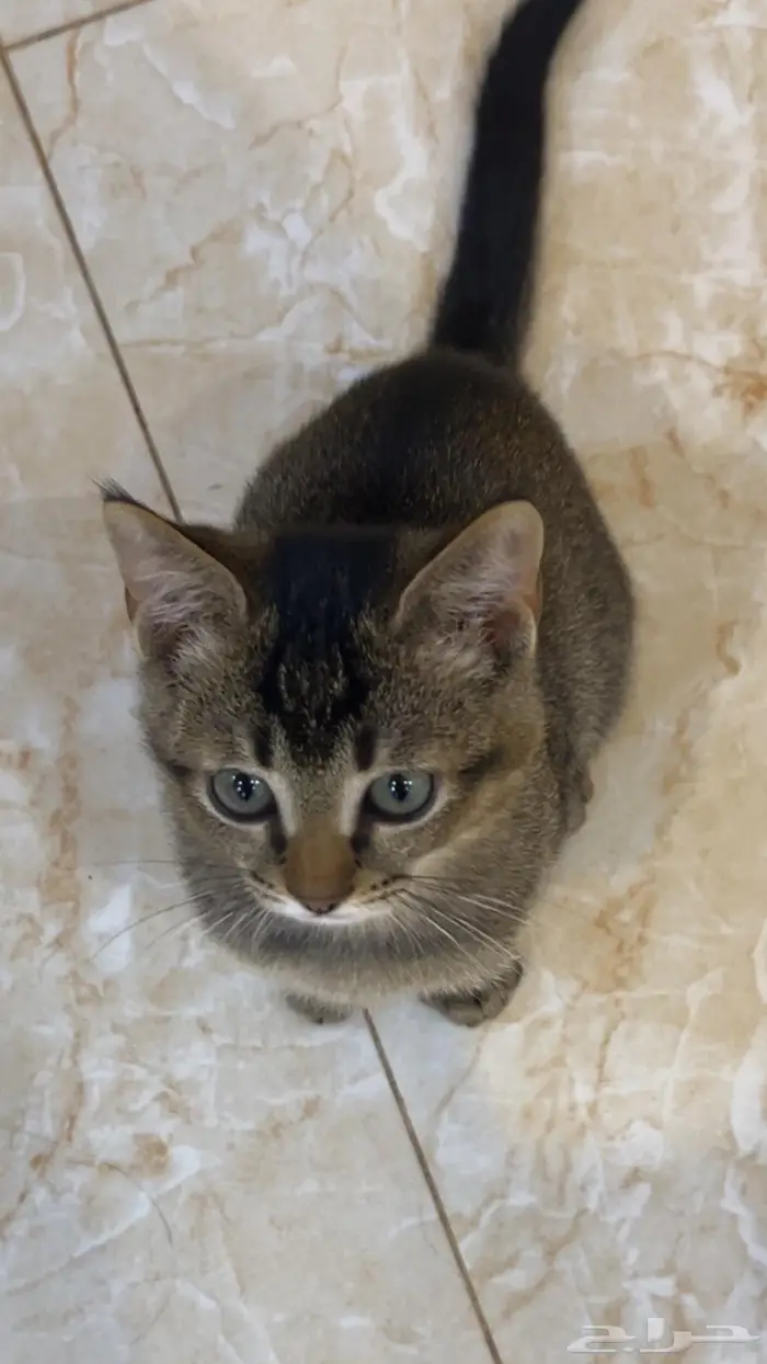 للبيع قط سكوتش ستريت 2