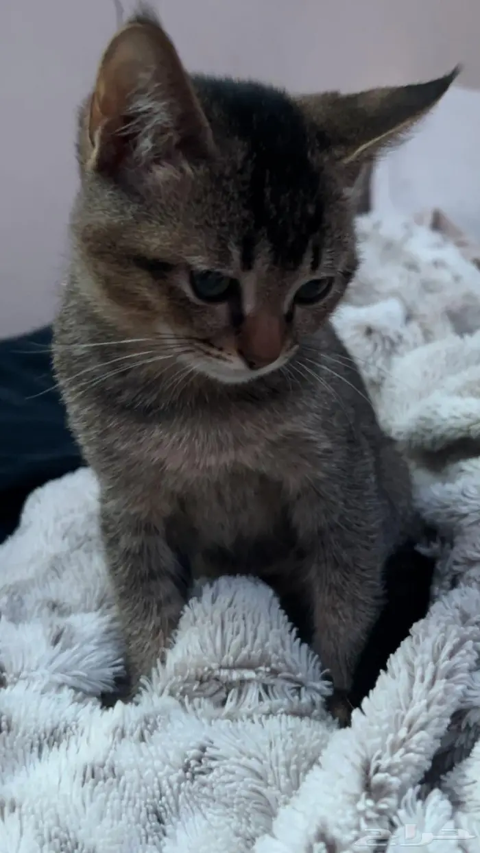 للبيع قط سكوتش ستريت 0