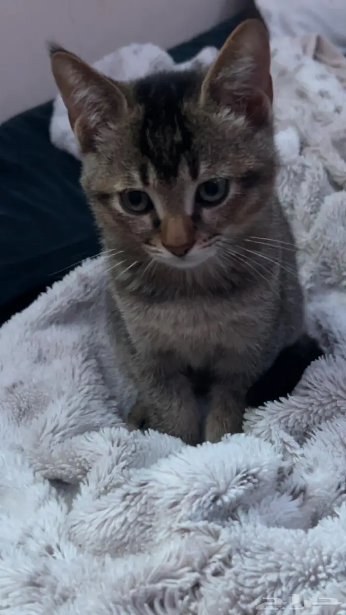 للبيع قط سكوتش ستريت 1