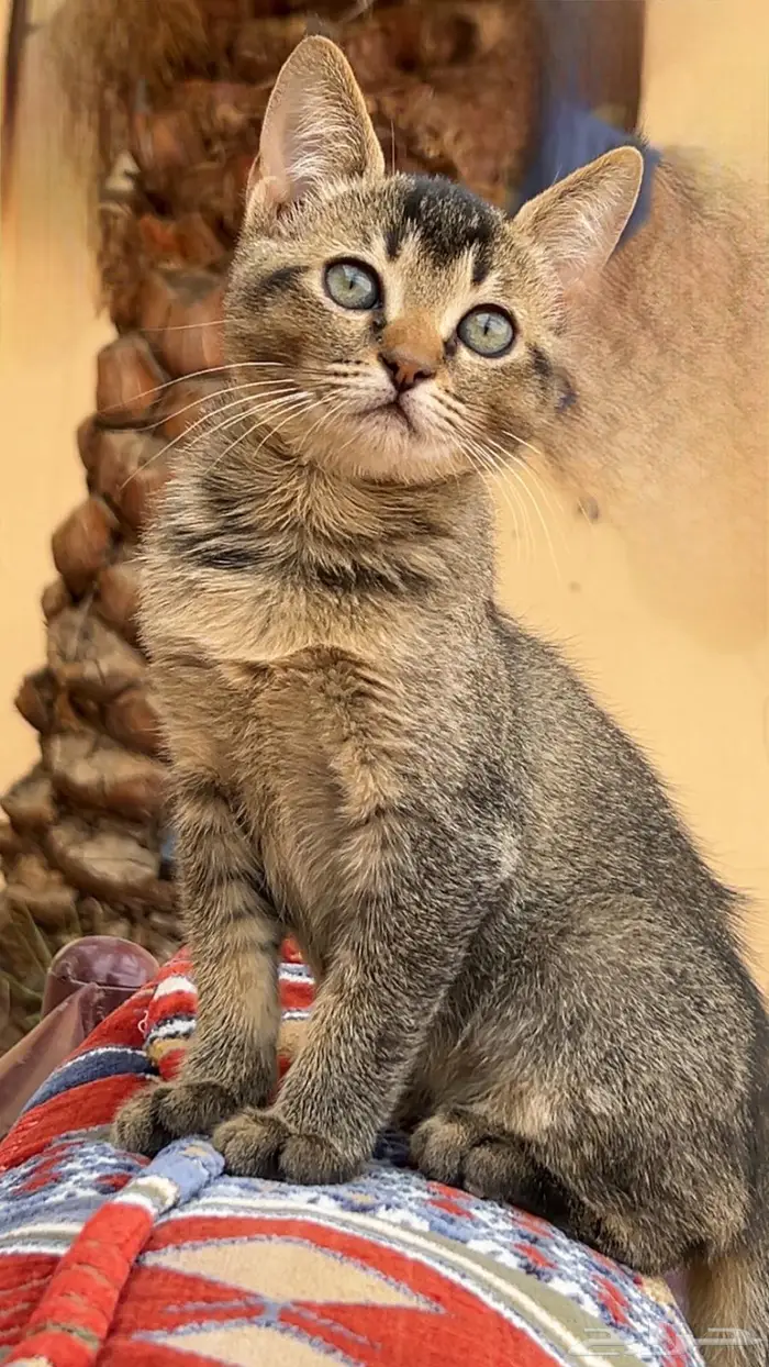 للبيع قط سكوتش ستريت 3