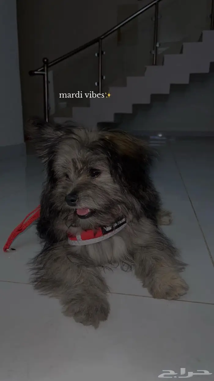 كلب أنثى مالتيز 1