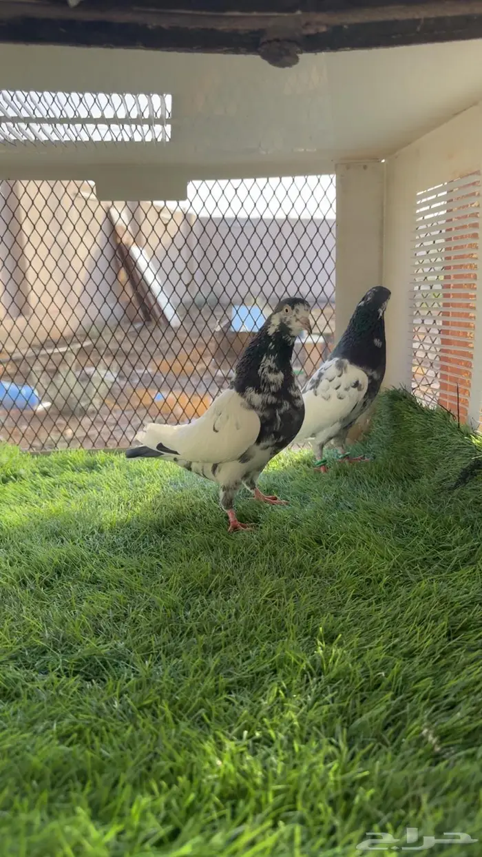 للبيع زوجين تيدي بيور 5