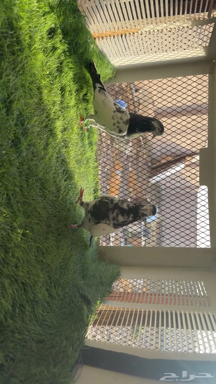 للبيع زوجين تيدي بيور 6