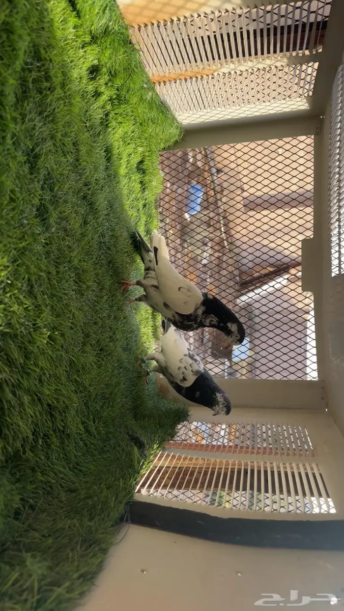 للبيع زوجين تيدي بيور 4