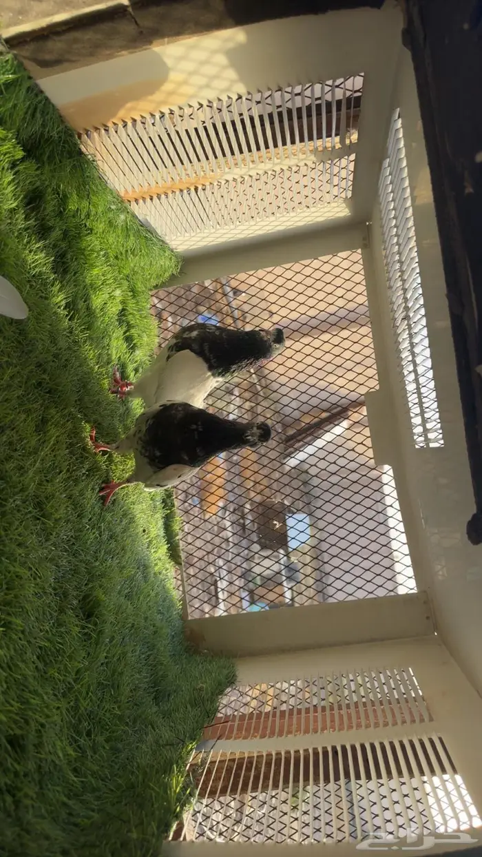 للبيع زوجين تيدي بيور 1