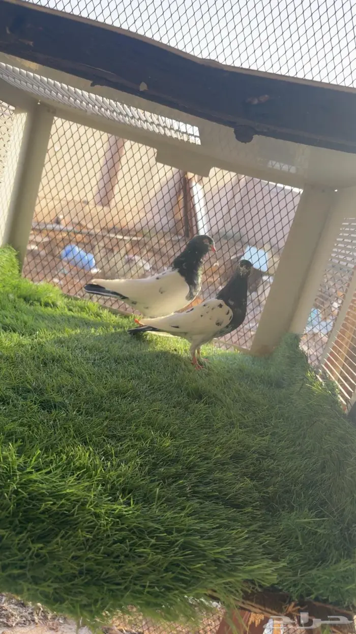 للبيع زوجين تيدي بيور 2