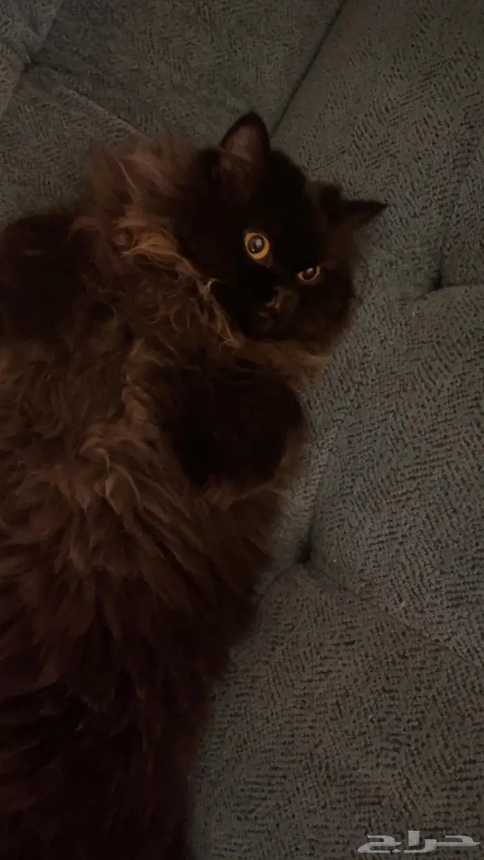 قطوه شيرازي 0