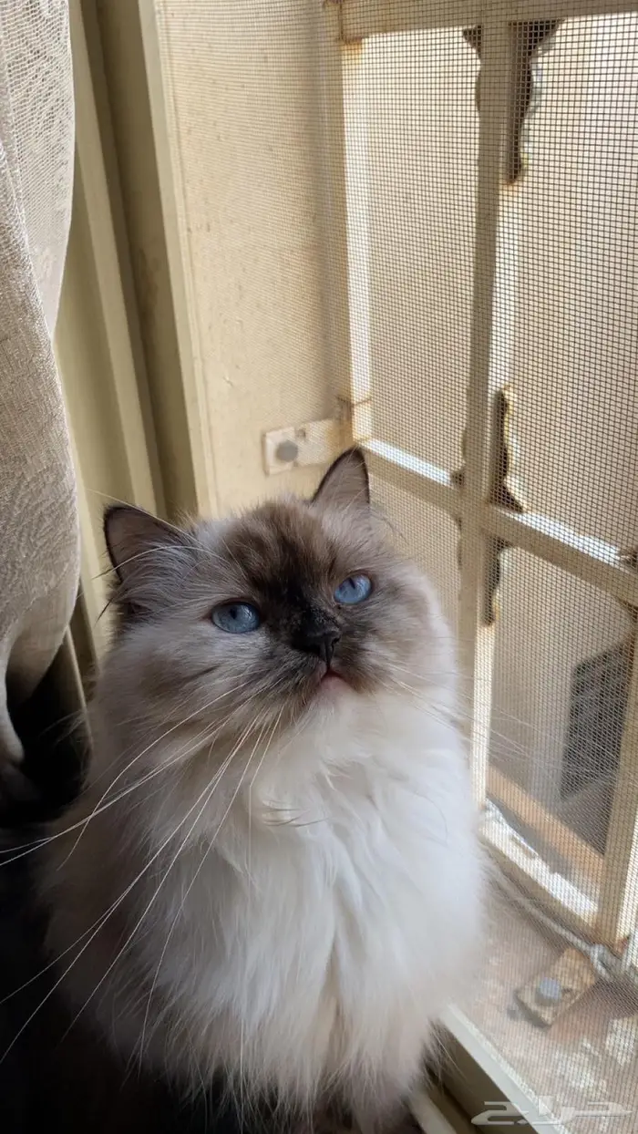 للبيع قط هملايا ويذكر الباقي برقم الجوال 0