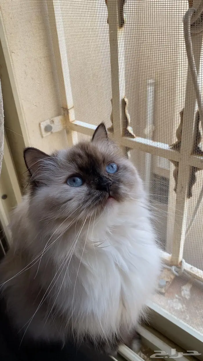 للبيع قط هملايا ويذكر الباقي برقم الجوال 2